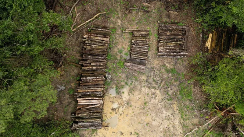 In Brazil, 13 km of protected forest was cut down — they will build a road to the climate summit