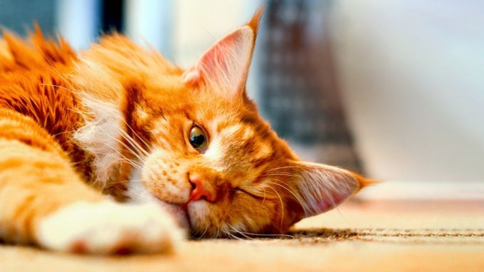Как помочь коту пережить жару: полезные советы и рекомендации