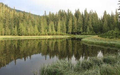 Водно-болотні угіддя