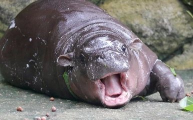 Star Hippopotamus from Thailand Mu-Dang