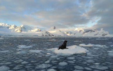 Seals