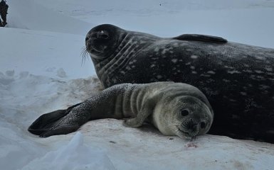 Что важно знать о тюленях Ведделла