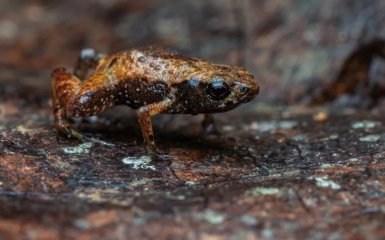 Brachycephalus dacnis