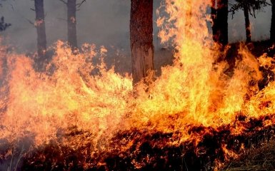 В Харьковской области горит масштабный лесной пожар. Эвакуировали более 200 человек