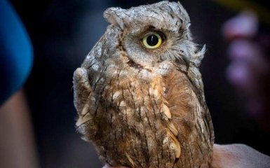 Owls rescued in the Kharkov region