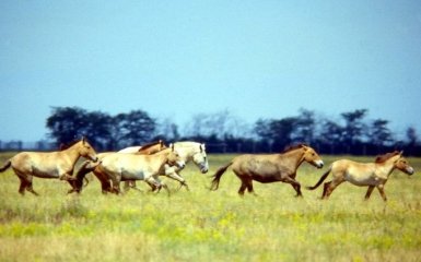 Окупанти взяли під контроль "Асканію Нову" на Херсонщині