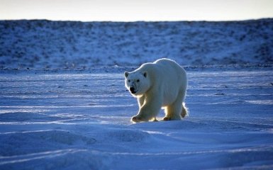 Вчені попереджають про зникнення білих ведмедів з лиця Землі